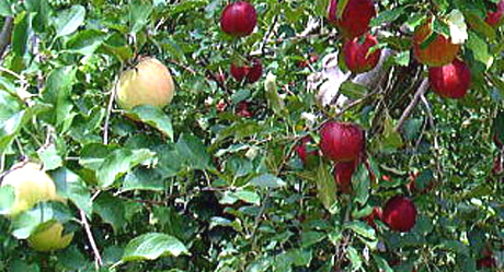 １本の木に２種類のりんごが