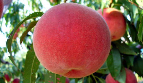 桃（もも）の健康効果